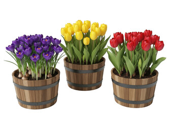 Three wooden planters filled with blooming spring flowers purple crocuses, yellow tulips, and red tulips, isolated on transparent background