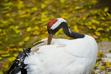 Obraz premium A crane walks through the fenced area at the zoo.