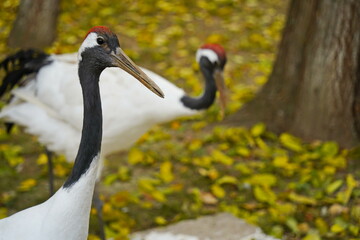 Fototapeta premium A crane walks through the fenced area at the zoo.