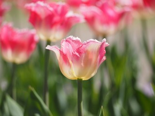 ピンクのチューリップ　イズミ