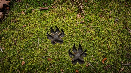 Overhead shot of two dog paw prints pressed into bright green moss covering rich soil with scattered leaves in a natural outdoor setting
