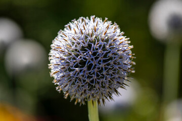 Close-Up of a Blue Globe Thistle Flower in a Garden