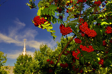 Red Rowan Berries Hanging on Tree Branch in Front of Church Spire on a Sunny Day in St-Ludger, Quebec, Canada
