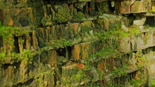 Detailed macro of moss growing on old stone wall Wolfs Lair Poland WWII site
