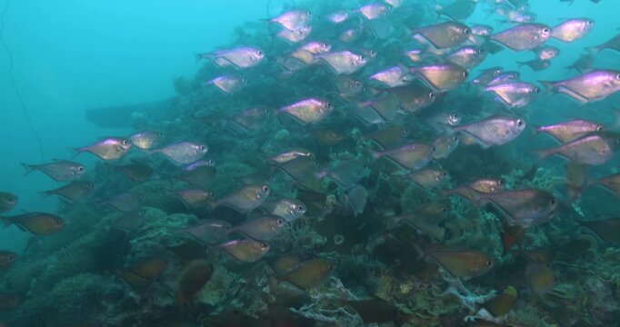 Underwater shot of Flock herd of Vanikoro sweeper fish bait ball hiding from the shark. A fish swimming around coral reef. Seascape with schooling Vanikoro sweeper fish around corals of the Caribbeans