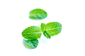Mint leaf. Fresh mint on white background. © Роман Фернаті