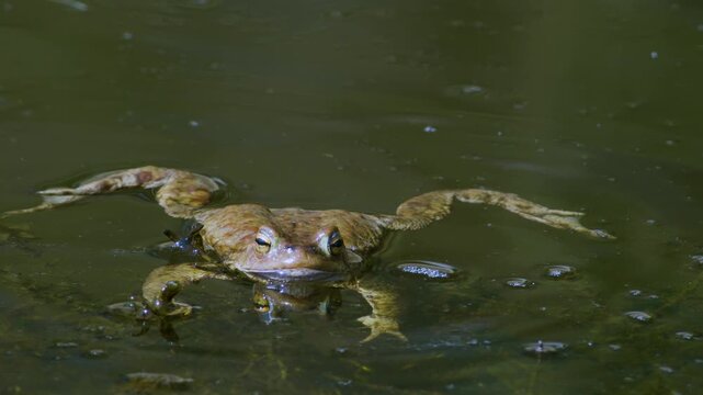 Common toad in water during spring mating season