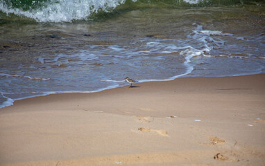 Small Bird Walking on Sandy Beach Near Ocean Waves, on the Magdalen Islands, Quebec, Canada