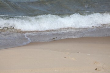 Small Bird Foraging on Sandy Beach After Wave Retreats on the Magdalen Islands, Quebec, Canada