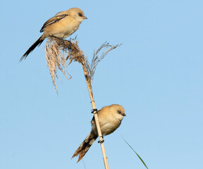 Two Bearded Tits perching on reed stems against a clear blue sky © Юрій Балагула