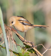 Bearded reedling, Panurus biarmicus. A bird searches for insects in the reeds
