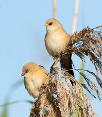 Low angle view of Bearded Tits on reeds against a bright sky © Юрій Балагула