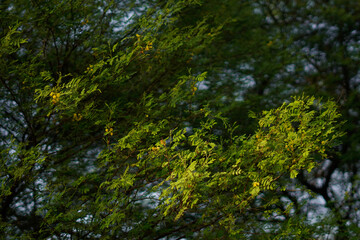 Fototapeta premium Sunlit tree with fern-like leaves and tiny yellow flowers in soft focus.