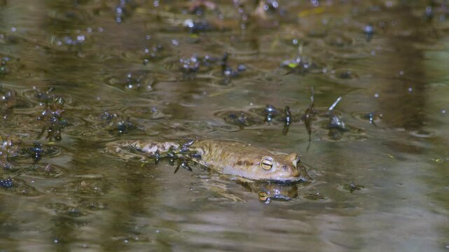 Common toad in water during spring mating season