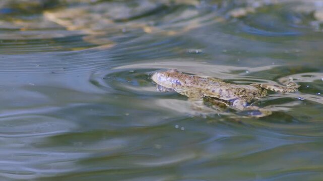 Common toad in water during spring mating season