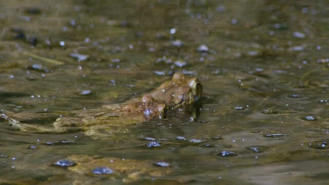 Common toad in water during spring mating season