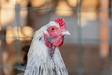 A rooster or a hen on a farm