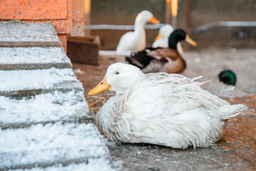 Obraz premium A duck near a farmhouse in winter