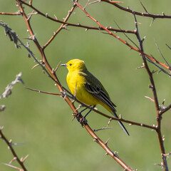 Citrine wagtail sitting on a tree branch