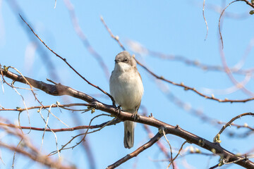 Spotted flycatcher sitting on a tree branch