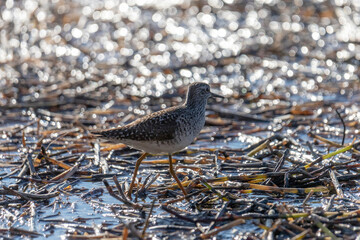 Wood sandpiper walks along the river bank on a sunny day