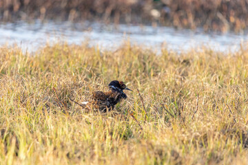 Mating fights Male Ruff (bird). Arctic, Russia