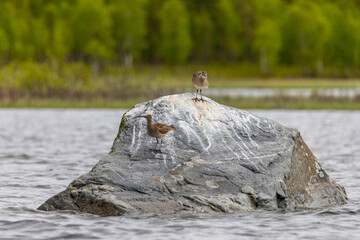 A pair of Eurasian whimbrel stands on a large stone in the river