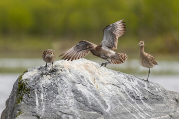 A pair of Eurasian whimbrel stands on a large stone in the river
