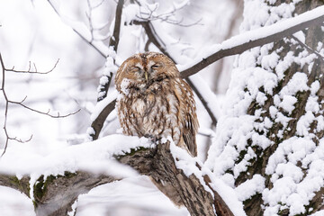 Adult Tawny owl sitting on a tree  branch close up