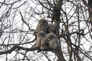 Close-up of tawny owl chicks sitting on a tree branch