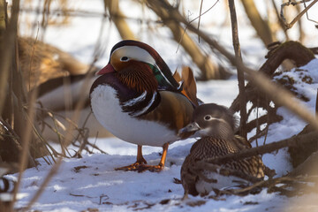 Mandarin ducks stands in the snow close up