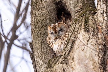 Adult Tawny owl sitting on a tree  branch close up