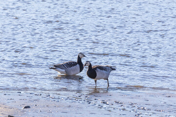 Barnacle goose standing on the river bank, close-up