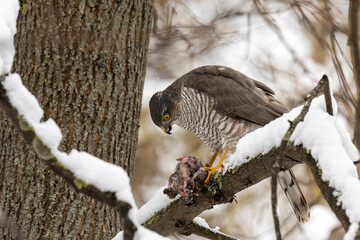 Eurasian sparrowhawk sitting on a tree branch