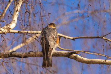Eurasian sparrowhawk sitting on a tree branch