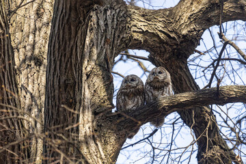 Close-up of tawny owl chicks sitting on a tree branch