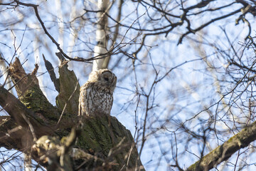 Adult Tawny owl sitting on a tree  branch close up