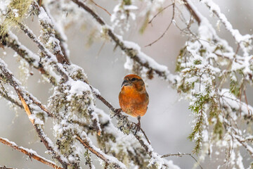 Male crossbill sits on a spruce branch in winter