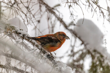 A male crossbill sits on a pine branch in winter