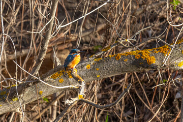 Common kingfisher sitting on a tree branch above the river