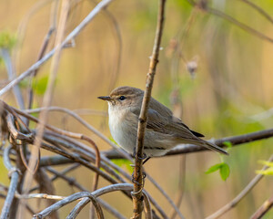 Willow warbler sitting on a tree branch