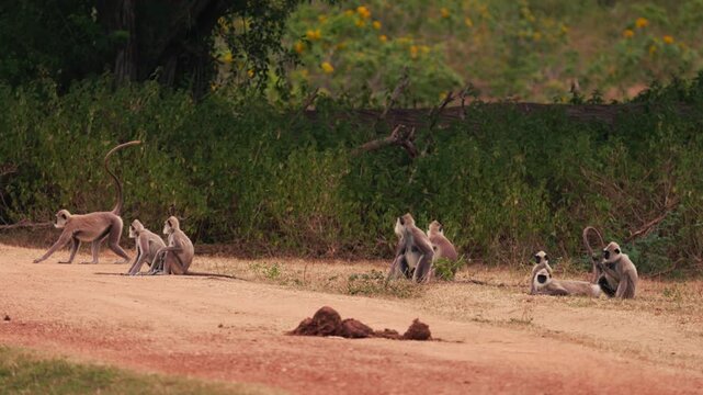 Gray langurs Semnopithecus priam sitting near a dirt road with bushes and trees in the background in Sri Lanka. Wildlife footage for nature documentaries and educational projects. Slow motion video.