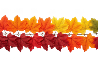 Autumn maple leaves in a gradient of colors from red to yellow, isolated on transparent background