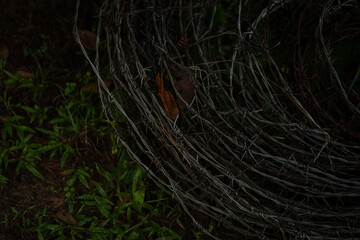Barbed wire coils on green grass, creating stark contrast in texture and color. image evokes sense of ruggedness and boundary