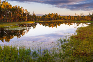 Serene sunset over Viru bog lake in Lahemaa National Park, Estonia, with pine trees reflecting in calm water at dusk