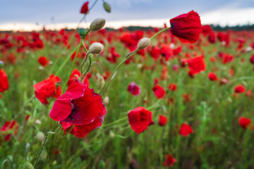 Obraz premium Beautiful field of red poppies blooming in rural Estonia at sunset, vibrant wildflowers in green meadow under cloudy evening sky