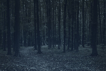 dark path through a mysterious forest at night