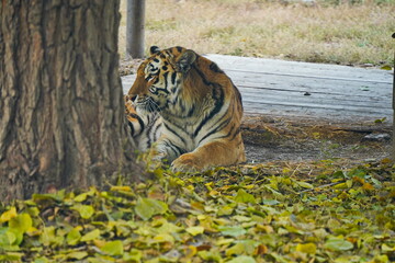 A tigress is resting by a tree in the zoo.