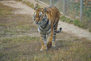 A tigress walks along the fence at the zoo.