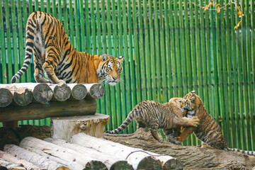 A tigress on a wooden platform in the zoo.